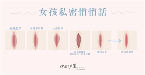 女性私密處構造|關於陰部，你必須知道的那些大小事 – Nuzicup 女子科普